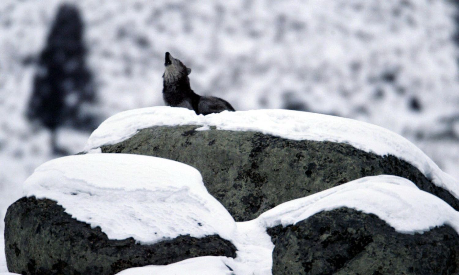A black wolf howling from a snow-covered boulder